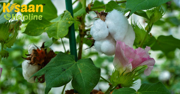 भारत में कपास अनुसंधान निकाय, युगांडा विकसित करेगा नई किस्म