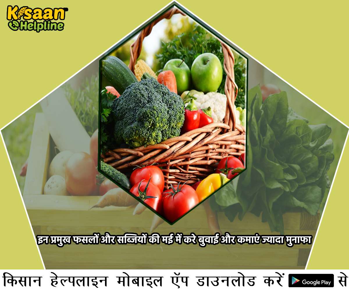 इन प्रमुख फसलों और सब्जियों की मई में करे बुवाई और कमाएं ज्यादा मुनाफा