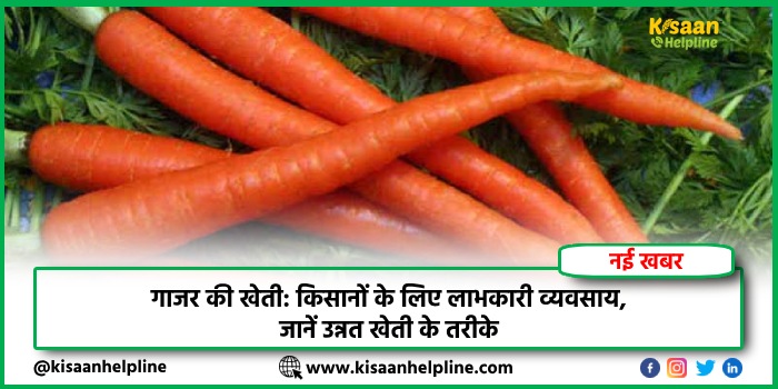 गाजर की खेती: किसानों के लिए लाभकारी व्यवसाय, जानें उन्नत खेती के तरीके