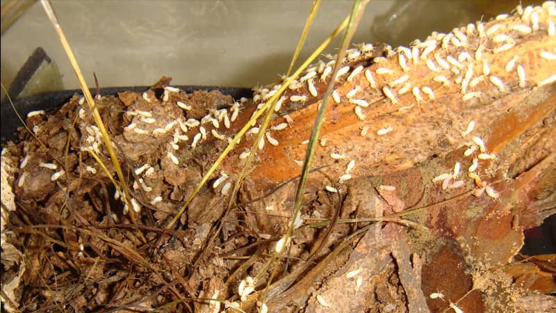 घर और फसल में लगने वाली दीमक से बचने का उपाय जाने