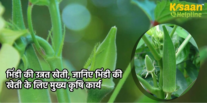 भिंडी की उन्नत खेती, जानिए भिंडी की खेती के लिए मुख्य कृषि कार्य