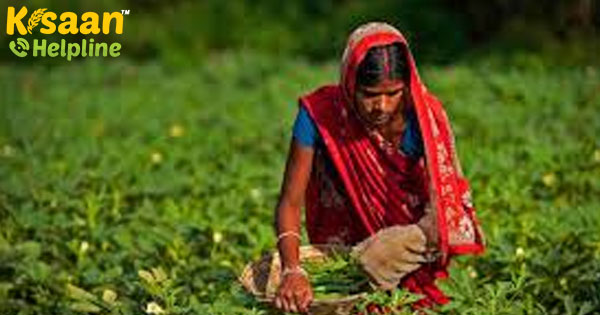 सहयोगी मूल्य श्रृंखलाओं के माध्यम से किसानों की आजीविका बढ़ रही है