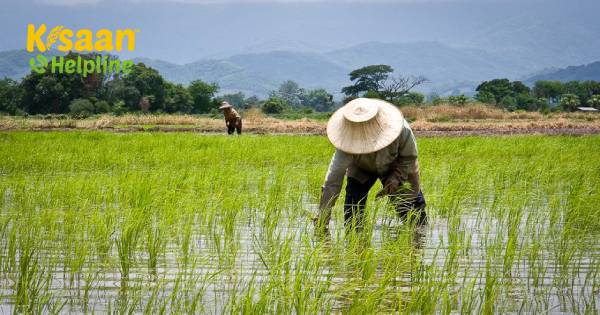 भारत का चावल उत्पादन रिकॉर्ड तोड़ सकता है क्योंकि किसान क्षेत्र का विस्तार करते हैं