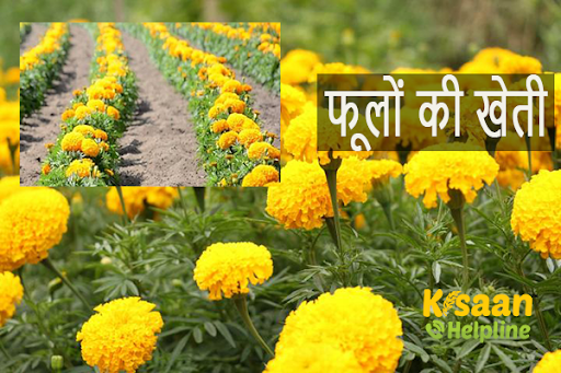 सफल किसान की कहानी, फूलों की खेती बनी कमाई का जरिया