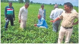 मन्दसौर:  कृषि वैज्ञानिकों ने किसानों को कीटनाशक डालने के तरीके बताए