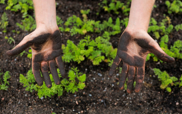 जैविक खाद बनाने वाले किसानो के लिए विशेष जानकारी और सावधानियाँ