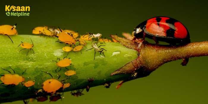 जैविक खेती में जैविक कीट प्रबंधन में रखें ये सावधानियां