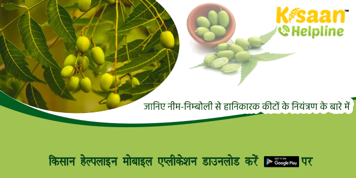 जानिए नीम-निम्बोली से हानिकारक कीटों के नियंत्रण के बारे में