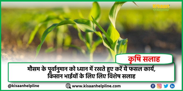 मौसम के पूर्वानुमान को ध्यान में रखते हुए करें ये फसल कार्य, किसान भाईयों के लिए विशेष सलाह
