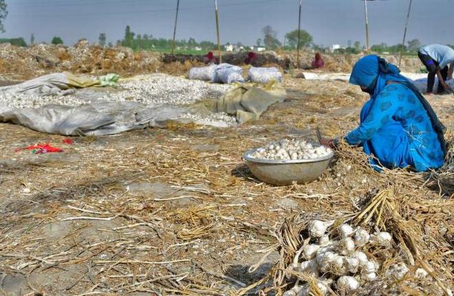 लहसुन के अच्छे भावों से किसानो में ख़ुशी की लहर