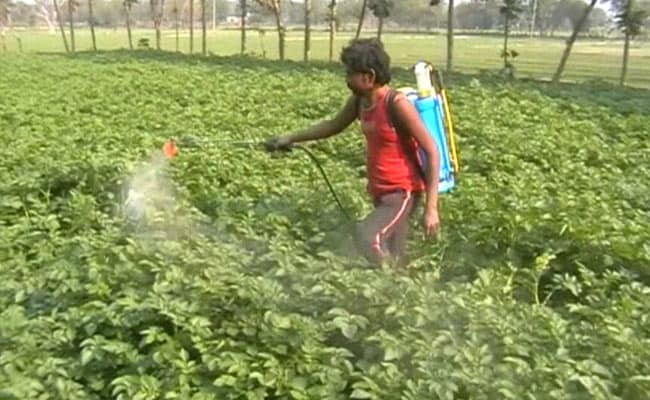 कीटनाशक के छिड़काव के लिए घोल तैयार करते समय क्या करें 