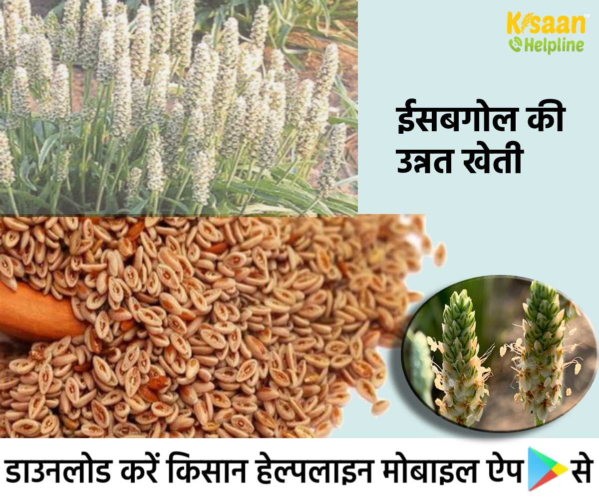ईसबगोल की खेती: ईसबगोल की खेती से कम लागत में कमाए अधिक मुनाफा, जानिए खेती से जुड़ी अहम् जानकारी