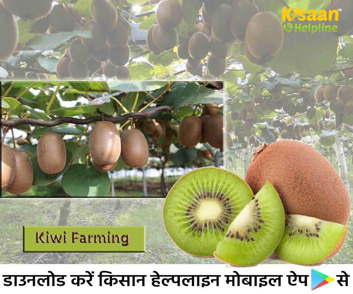 Horticulture Farming: कीवी की व्यापारिक खेती, जानिए कीवी की बागवानी खेती के बारे में
