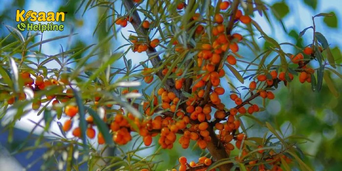 चमत्कारी फल है सी-बकथॉर्न, जानिए इसके उपयोग और औषधीय लाभ के बारे में