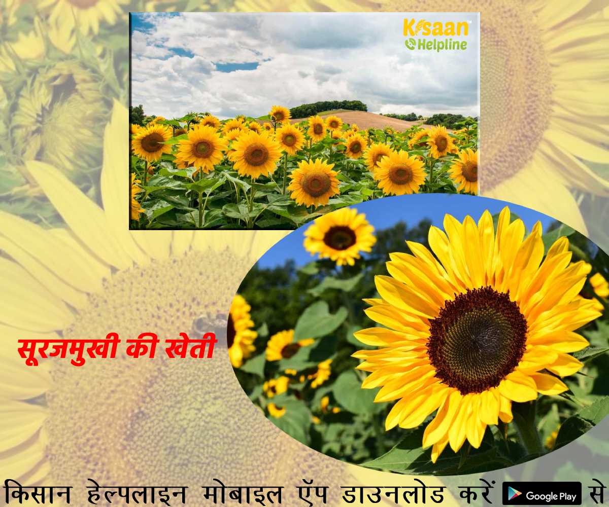 Agri Business: इस फूल की खेती से कमा सकते हैं अच्छा मुनाफा, जानिए बुवाई से लेकर कटाई तक की सम्पूर्ण जानकारी