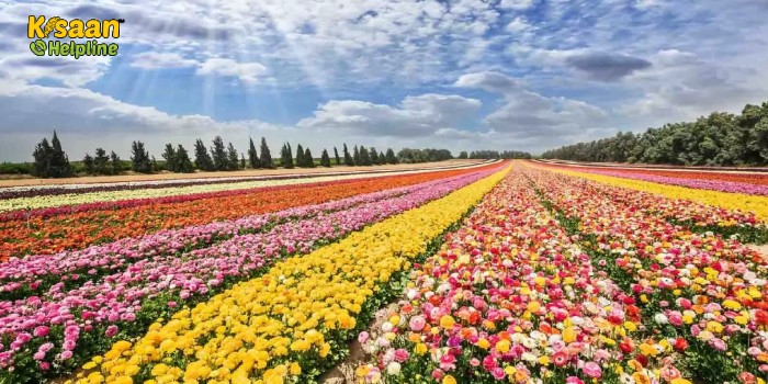 मौसमी फूलों की खेती एक बेहतरीन जरिया है कम लागत में अधिक मुनाफा कमाने का