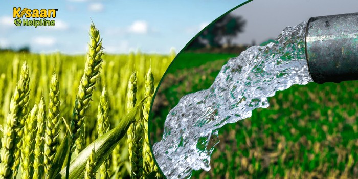 गेहूं की फसल में उचित समय पर सिंचाई करने से होता है फायदा, जानिए गेहूं में सिंचाई की क्रान्तिक अवस्थाएँ
