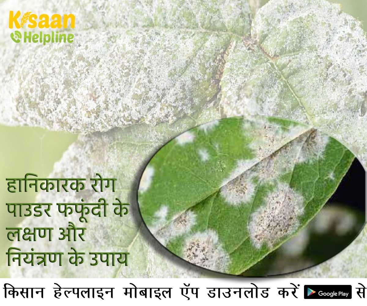 Crop Disease: फसलों में लगने वाला हानिकारक रोग पाउडर फफूंदी के लक्षण और नियंत्रण के उपाय