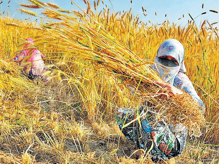 गेहूं की कटाई में बरती जाने वाली महत्वपूर्ण सावधानियां, जो किसानों के बहुत काम आएंगी