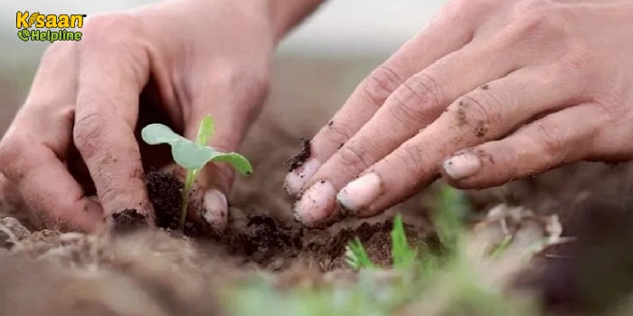 सफलता की कहानी: एक सॉफ्टवेयर इंजीनियर जिसने जैविक खेती के लिए आईटी की नौकरी छोड़ दी, अब कर रहा है लाखों की कमाई