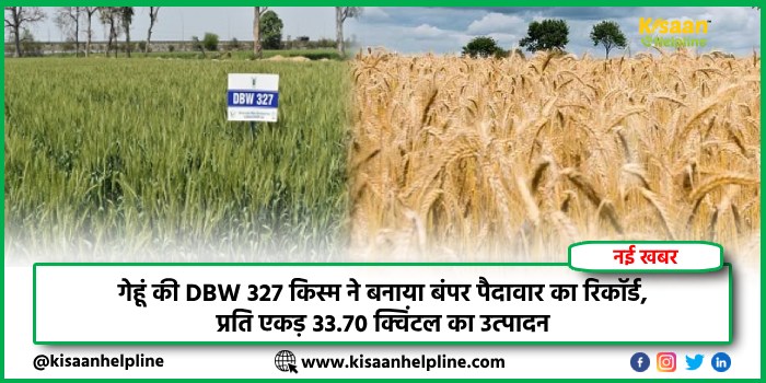 गेहूं की DBW 327 किस्म ने बनाया बंपर पैदावार का रिकॉर्ड, प्रति एकड़ 33.70 क्विंटल का उत्पादन