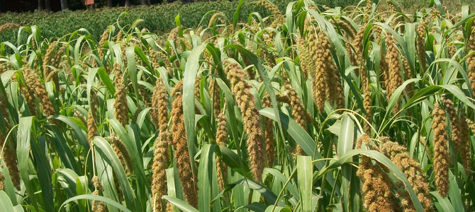 धान की सीधी बुवाई करने वाले किसानों को मिलेंगे पांच हजार रुपये