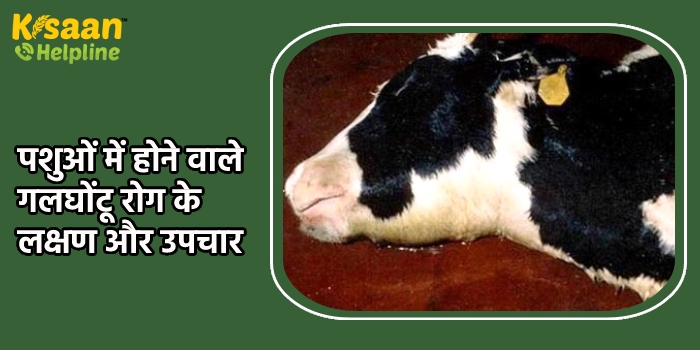 बरसात के दिनों में रखें पशुओं का विशेष ध्यान, पशुओं में होने वाले गलघोंटू रोग के लक्षण और उपचार