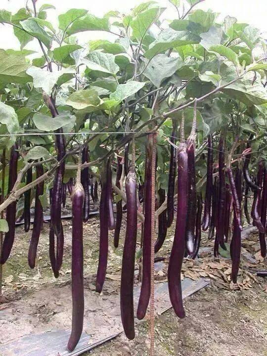 उन्नत खेती कर लाखों का लाभ 