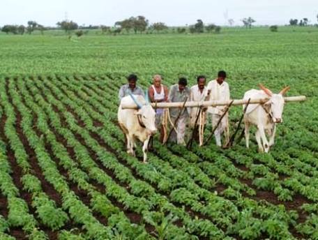 जैविक कृषि में ...... मटठा दवा 