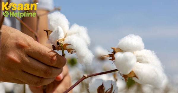 सीसीआई ने बिक्री को बढ़ावा देने के लिए कपास की कीमतों में कमी की
