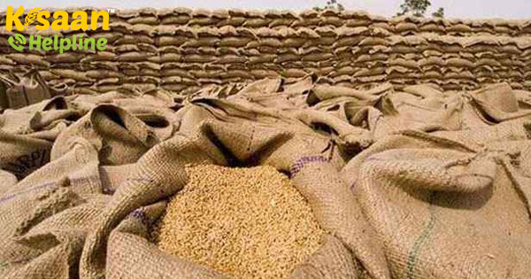 गेहूं की खरीद के आकड़ों को पछाड़ते हुए, इस बार हुयी गेहू की अच्छी पैदावार