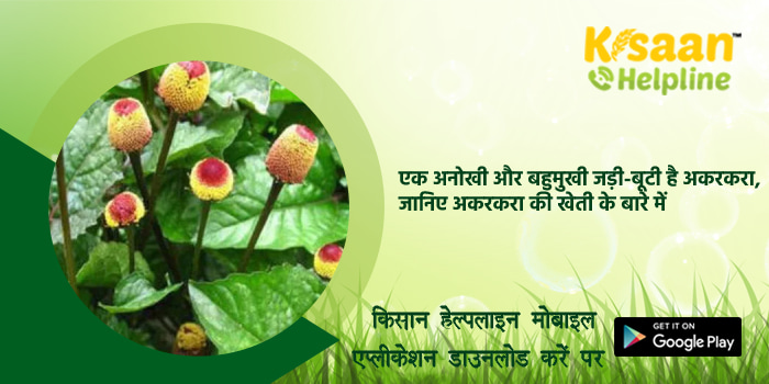 एक अनोखी और बहुमुखी जड़ी-बूटी है अकरकरा, जानिए अकरकरा की खेती के बारे में