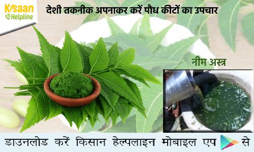 देशी तकनीक अपनाकर करें पौध कीटों का उपचार, जानिए नीम अस्त्र बनाने का आसान तरीका 