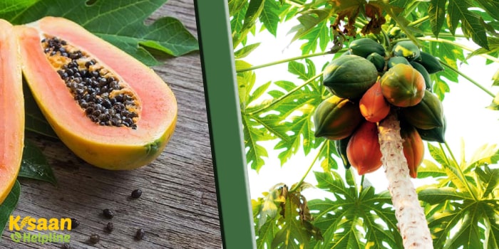 पपीता का तना गलन या कॉलर रॉट रोग को कैसे करें प्रबंधन