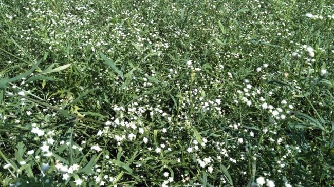 गाजरघास को नष्ट करने में मदद करेगा यह कीट, पढ़े पूरी जानकारी