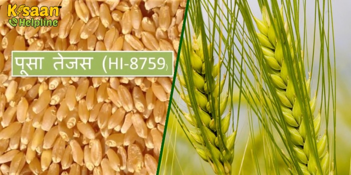 Wheat Farming: गेहूं की ये किस्म देगी बम्पर पैदावार, उत्पादन 75 क्विंटल प्रति हेक्टेयर