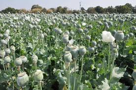 लाइसेंस अफीम की खेती करने वाले किसानो के लिए सामान्य परिस्थितियां 2017-18