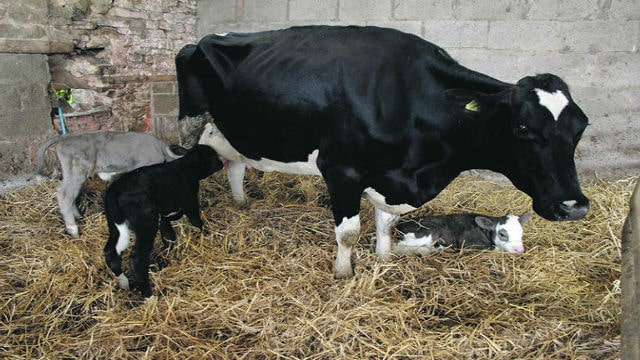 पालतू पशुओ के नवजात बच्छे/बच्छियों की संभावित बीमारियाँ एवं रोकथाम