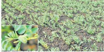 चने की फसल नष्ट कर रहीं इल्लियां