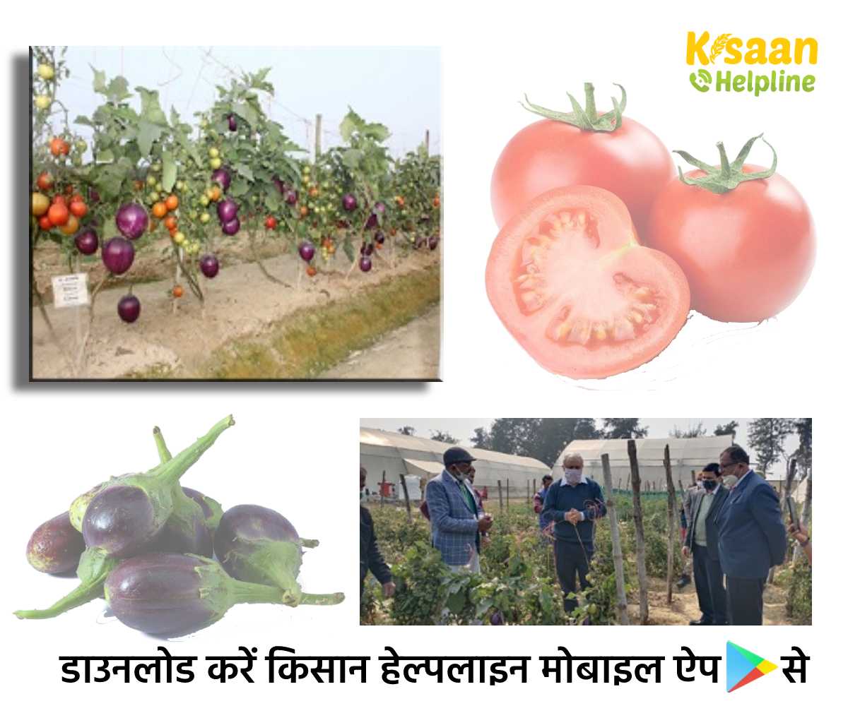 Modern Farming Methods: ग्राफ्टिंग के माध्यम से एक ही पौधे में बैंगन और टमाटर का उत्पादन करने के लिए एक नवीन तकनीक