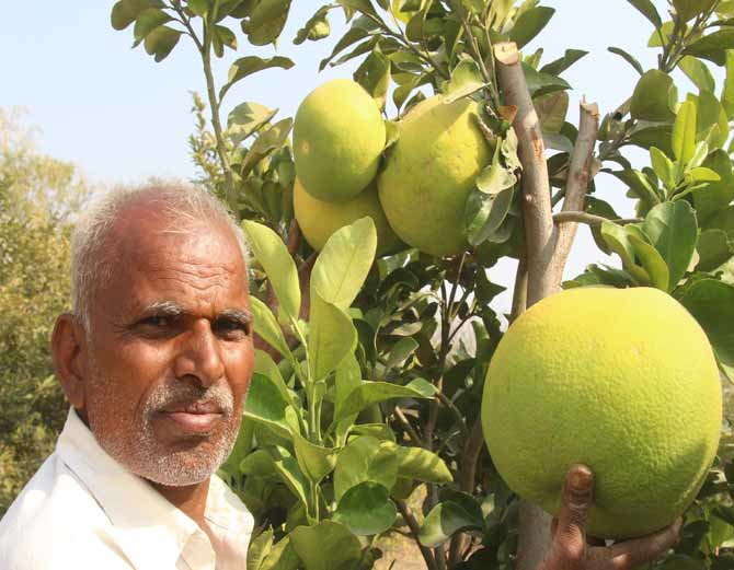 जैविक खेती कर किसान ने किया करिश्मा| ढाई किलो की मौसमी