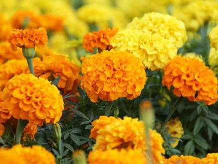 गर्मियों में भी की जा सकेगी, गेंदा के फूलों की खेती, 5 साल के प्रयास के बाद वैज्ञानिकों की सफलता