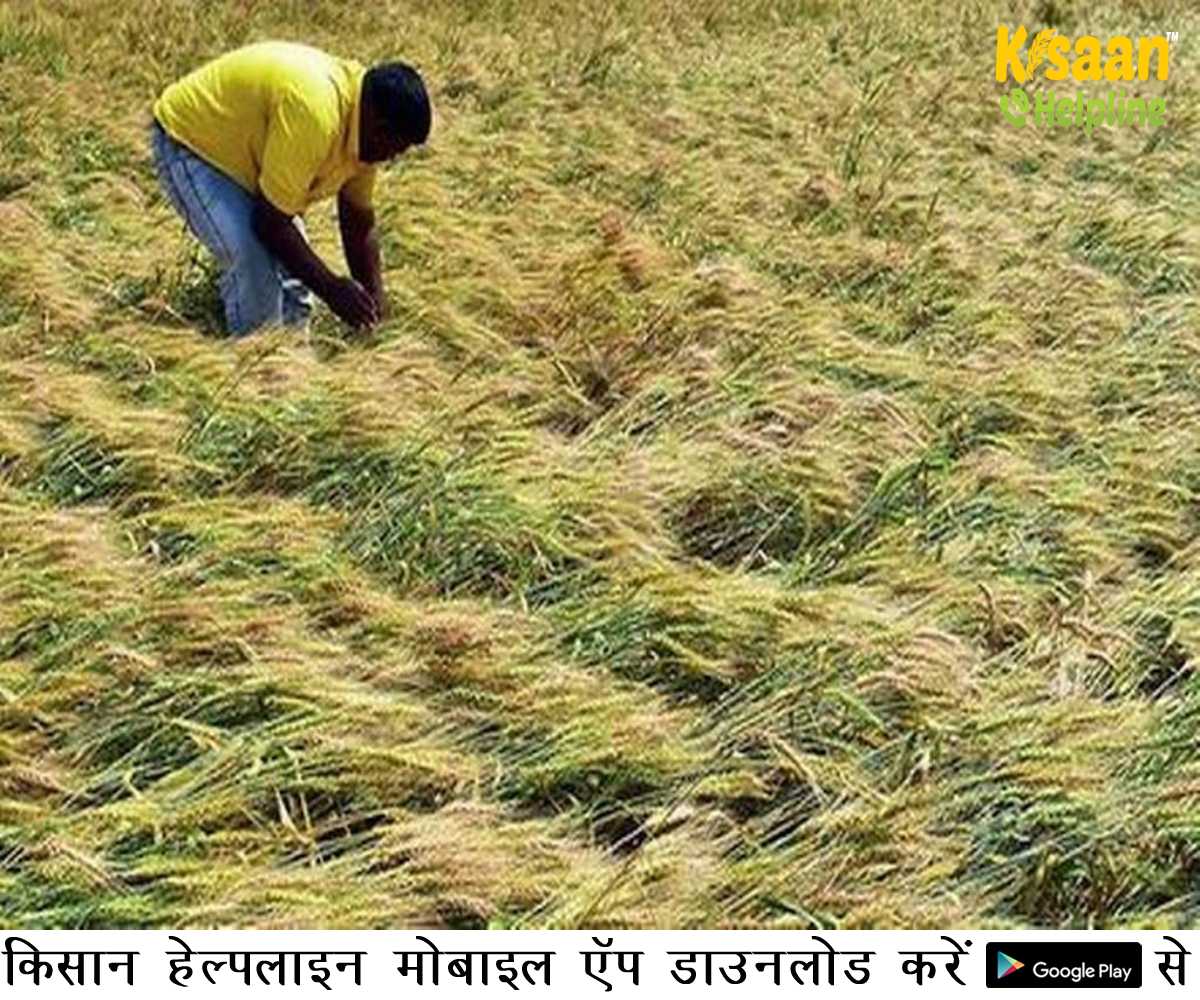 उत्तर भारत में बेमौसम बारिश और ओलावृष्टि से रबी फसलों पर असर