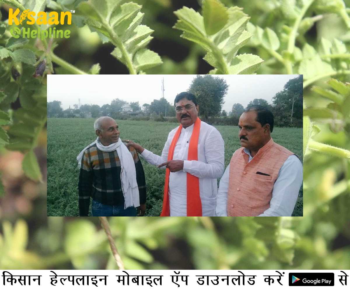 किसान ने गेहूं को छोड़कर की चने की खेती, कृषि मंत्री कमल पटेल तारीफ करने खेत में पहुंचे