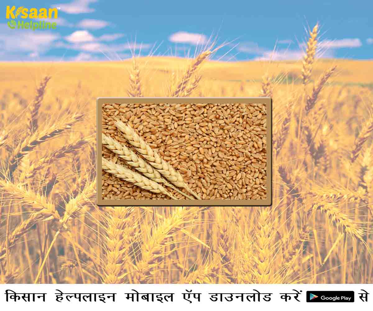 समर्थन मूल्य पर गेंहूँ उपार्जन की प्रक्रिया को बनाया गया और अधिक सरल