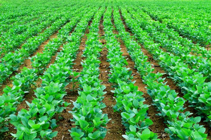 सोयाबीन की नई किस्म से किसानों की चांदी