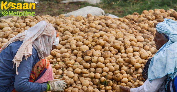 आलू की कीमतें 20% -30% लॉकडाउन के दौरान उत्तर प्रदेश में बढ़ोतरी हुई