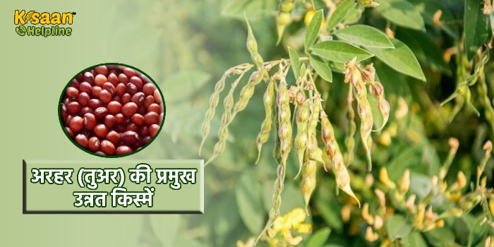 Arhar Varieties : अरहर (तुअर) की प्रमुख उन्नत किस्में, जानिए इन किस्मों की विशेषताओं और पैदावार के बारे में