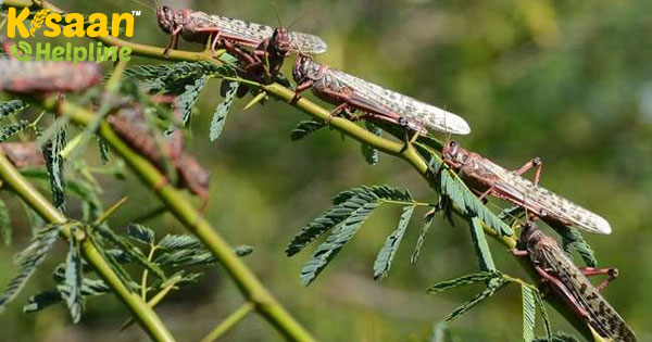 राजस्थान में ताजा टिड्डी हमले का सामना, हरियाणा और गुजरात भी खतरे में