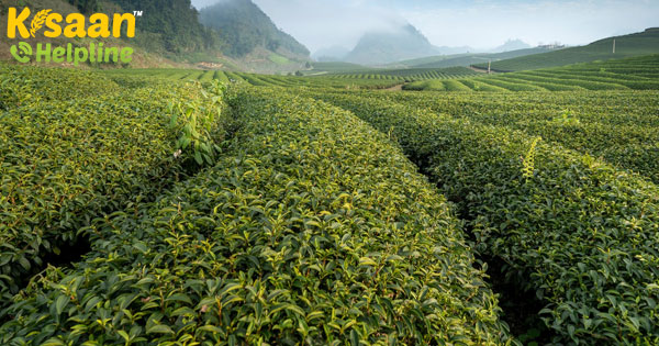 पिछले वित्त वर्ष में चाय का निर्यात 5.6 प्रतिशत घटा